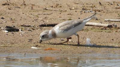 Volunteers monitor piping plover chicks on Lake County beach