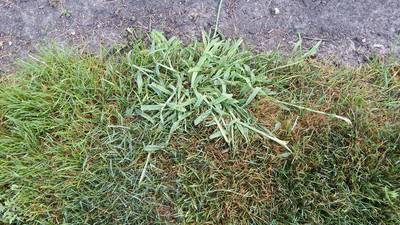 Clamping down on crabgrass should be top of mind this summer 