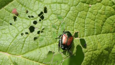Tips for treating destructive Japanese beetles