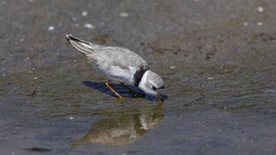 Piping plover chick roaming Montrose Beach is Monty relative