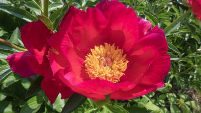 Grow peonies in your garden with these tips