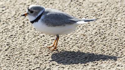 The first captive-reared piping plover chicks released in Chicago