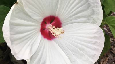 Grow hibiscus to get double takes on your yard