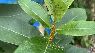 How to get aphids in your yard under control