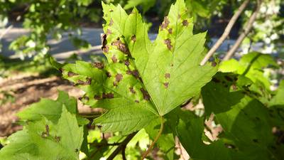 Discolored spots on leaves could be anthracnose