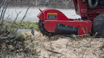 How to handle dead tree removal in your yard