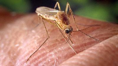 Kendall County mosquito batch tests positive for West Nile
