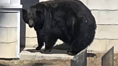 Bears break into California homes