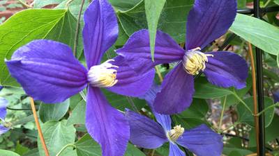 Hardy clematis vine can climb high in your garden