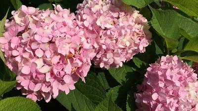 Getting hydrangeas to bloom in Chicago area is risky